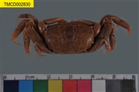 藏品(萬歲大眼蟹)的圖片